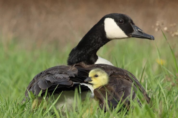 Image of a mother goose with her baby