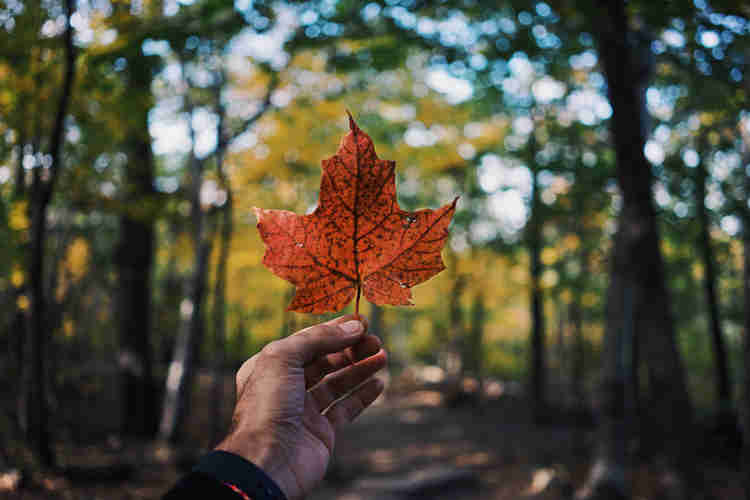 Image of a hand holding a maple leaf